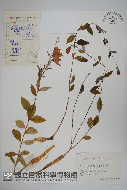 桔梗藏品圖，第1張