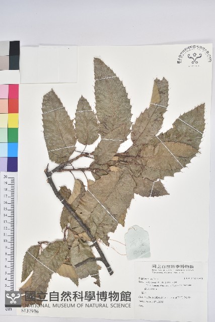 登錄號:S137986藏品圖，第1張