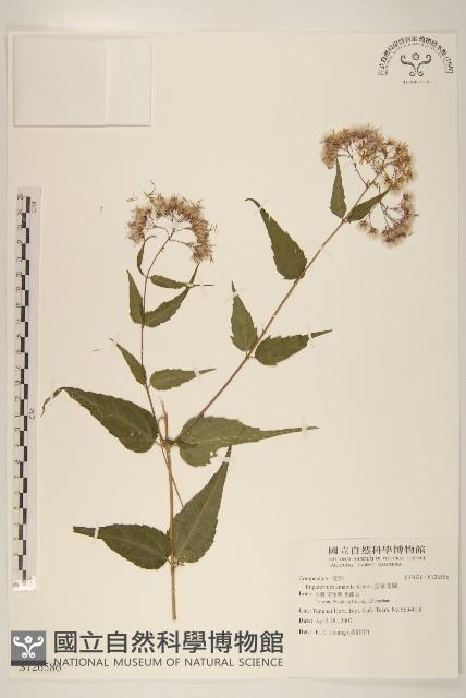 腺葉澤蘭藏品圖，第1張