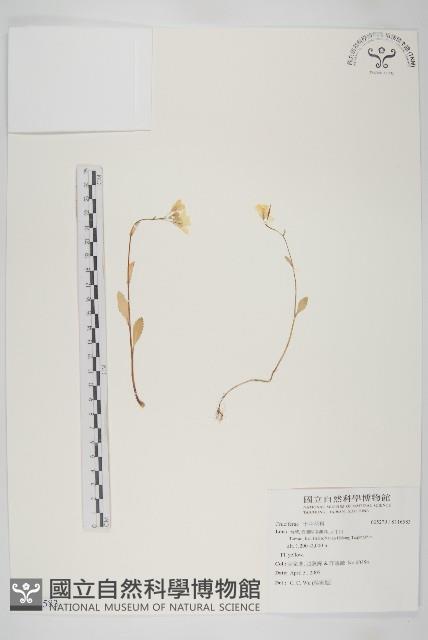 臺灣杜鵑藏品圖，第1張