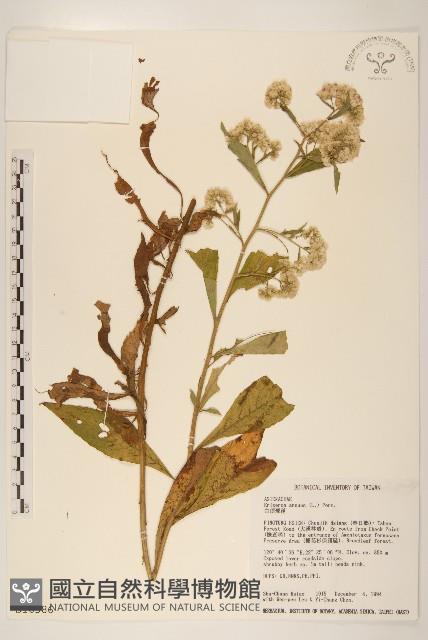 白頂飛蓬藏品圖，第1張