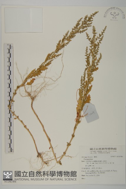 登錄號:S136586藏品圖，第1張