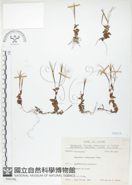 彭氏柳葉菜藏品圖，第1張