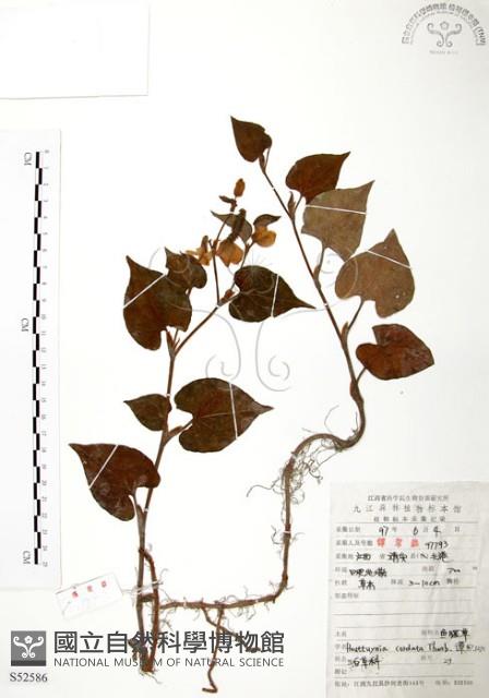 臭腥草、蕺菜藏品圖，第1張