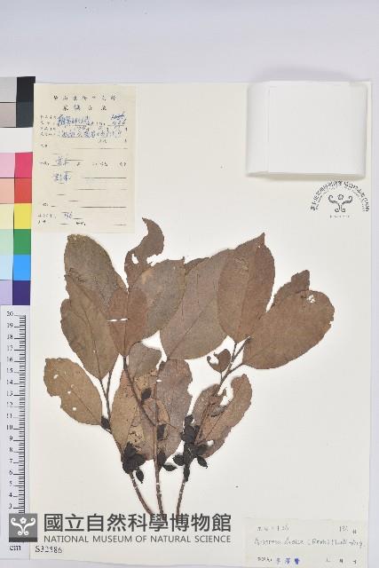 銀柴藏品圖，第1張