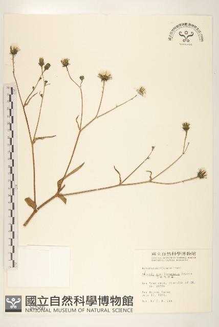 玉山毛蓮菜藏品圖，第1張