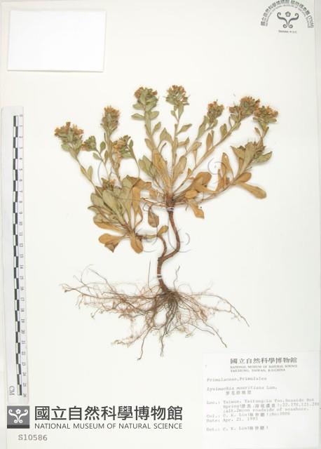 茅毛珍珠菜藏品圖，第1張