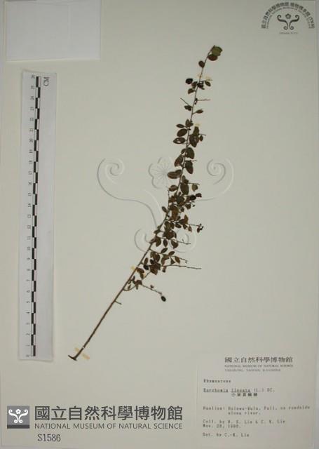 小葉黃鱔藤藏品圖，第1張