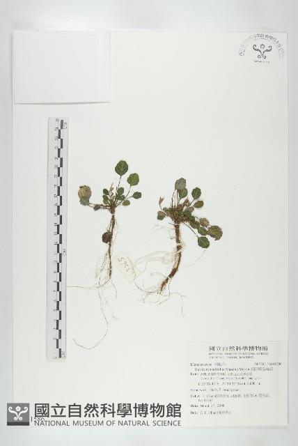 倒卵葉裂緣花藏品圖，第1張