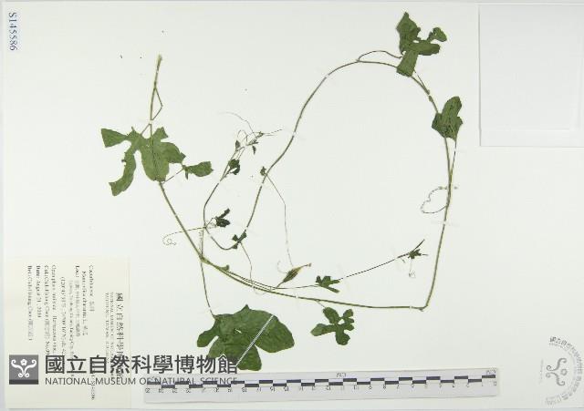 苦瓜藏品圖，第1張