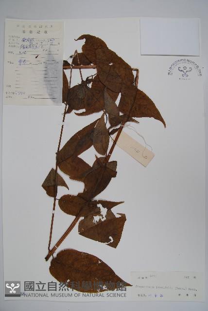 臺灣土黨參藏品圖，第1張