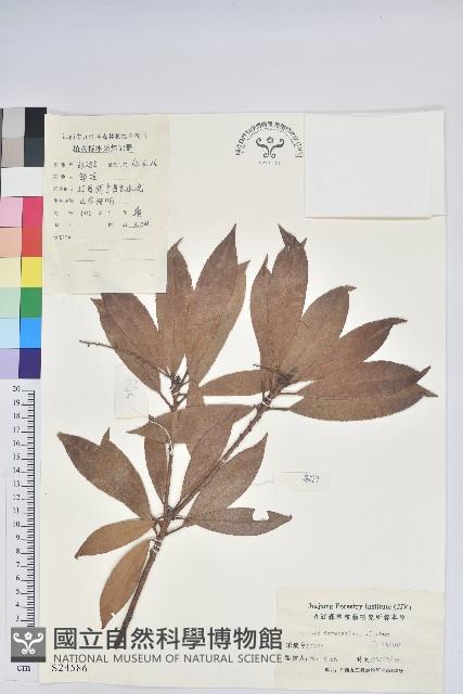 美麗馬醉木藏品圖，第1張