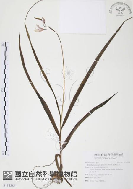 臺灣白及藏品圖，第1張