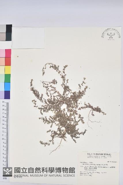 田代氏大戟藏品圖，第1張