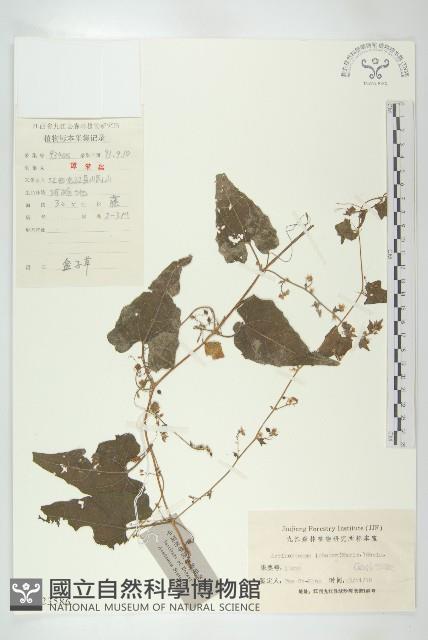 合子草藏品圖，第1張