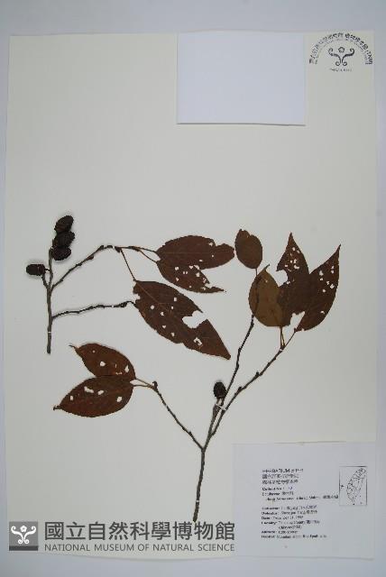 臺灣赤楊、臺灣榿木藏品圖，第1張