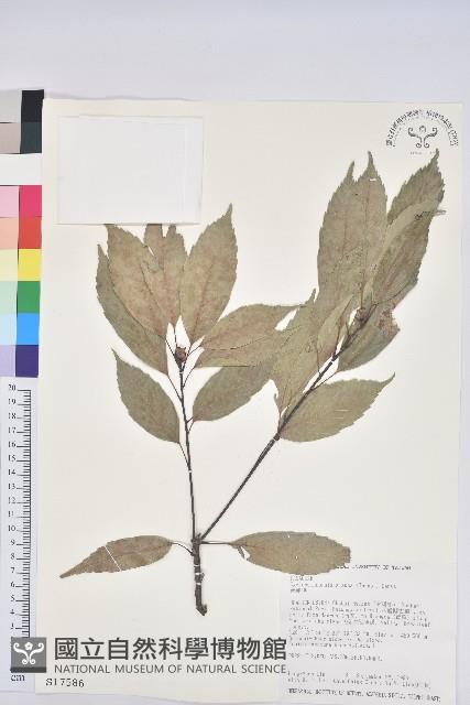 青剛櫟、鐵椆藏品圖，第1張