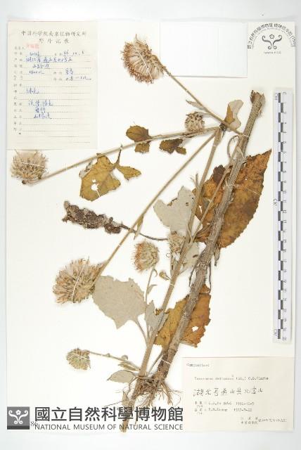 臺灣青木香藏品圖，第1張