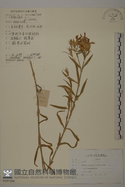 登錄號:S197586藏品圖，第1張