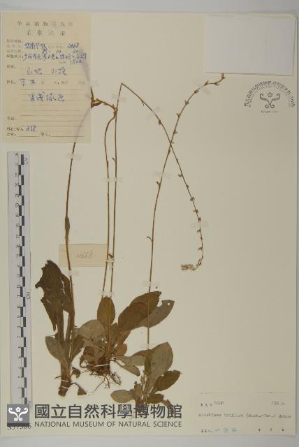 寬穗兔風藏品圖，第1張