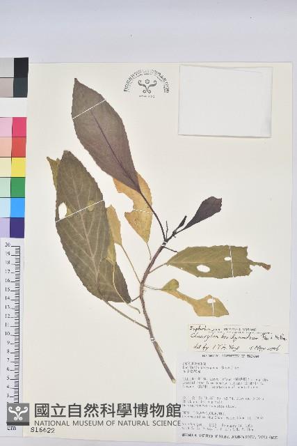 假鐵莧藏品圖，第1張