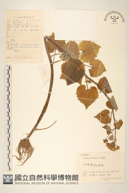 蒲兒根藏品圖，第1張