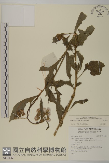 登錄號:S136622藏品圖，第1張