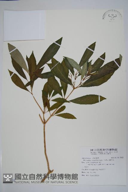 蘿芙木藏品圖，第1張