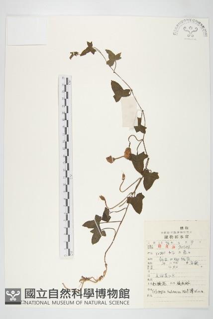 Accession Number:S052622 Collection Image, Figure 1, Total 2 Figures