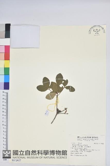 唐杜鵑、大屯杜鵑、中原氏杜鵑藏品圖，第1張