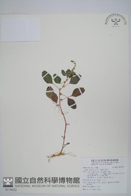 凹葉野莧菜藏品圖，第1張