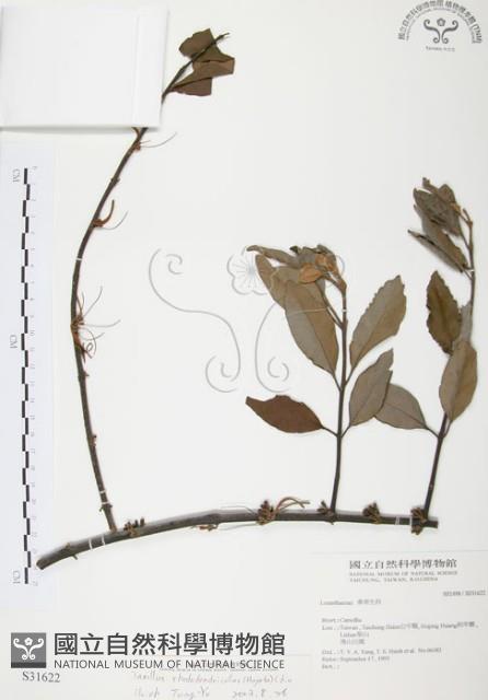 杜鵑桑寄生藏品圖，第1張