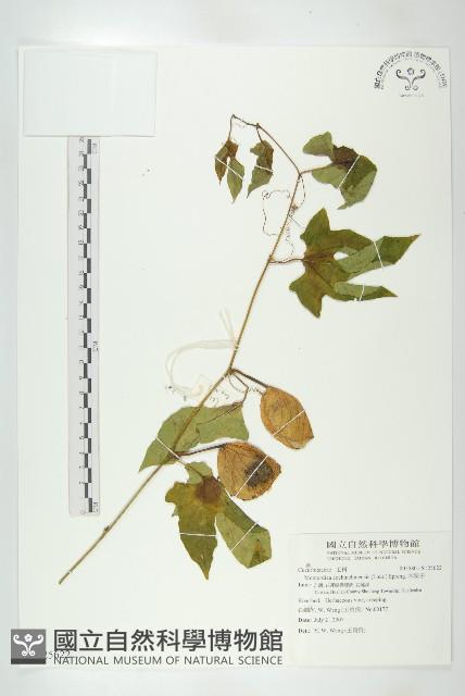 木鱉子藏品圖，第1張