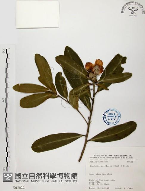 大頭茶藏品圖，第1張