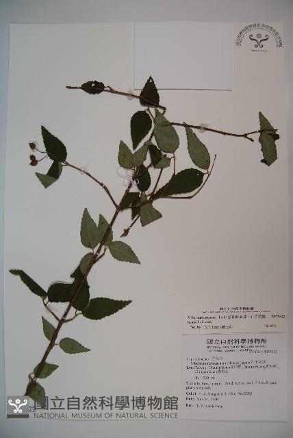 松田氏莢迷、宜昌莢迷藏品圖，第1張