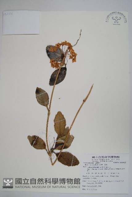 毬蘭藏品圖，第1張