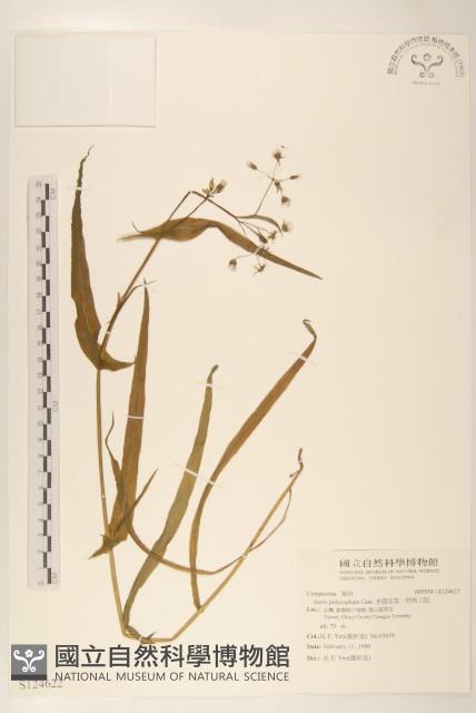 多頭苦菜、野剪刀股藏品圖，第1張