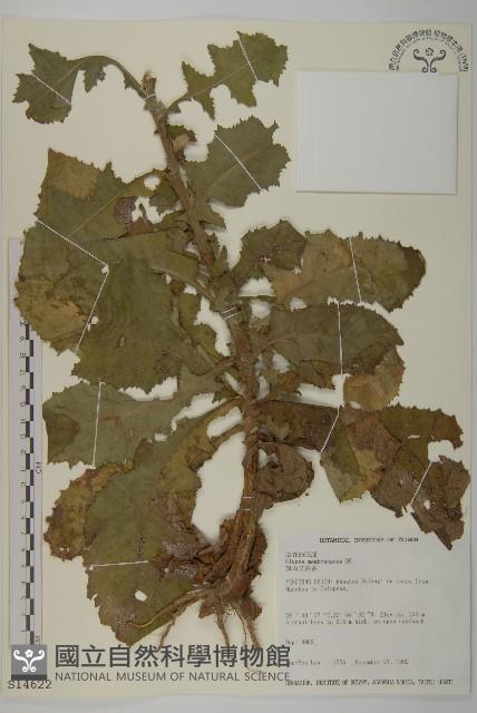 旗山艾納香藏品圖，第1張