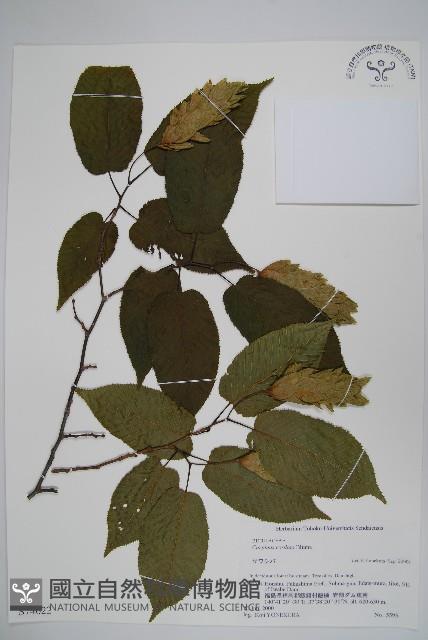 千金榆藏品圖，第1張