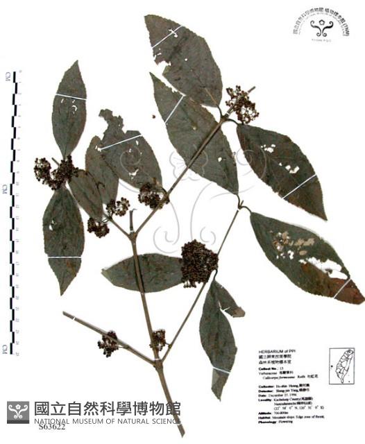 杜虹花，台灣紫珠藏品圖，第1張