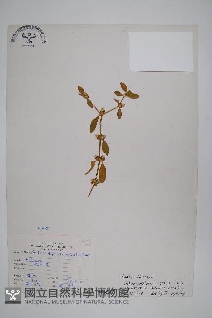 蓮子草藏品圖，第1張