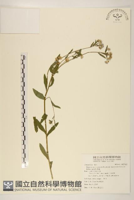 福山氏飛蓬藏品圖，第1張