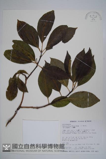 Long-flowered ehretia Collection Image, Figure 1, Total 2 Figures