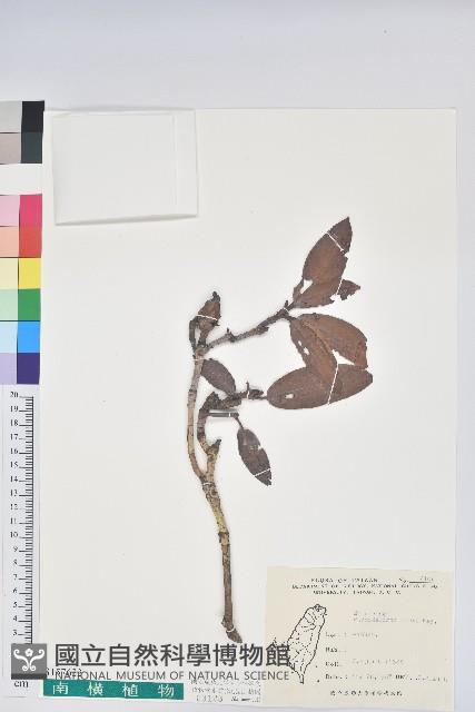 森氏杜鵑、森氏滿江紅藏品圖，第1張