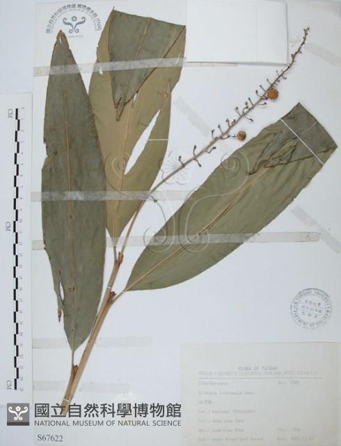 山月桃藏品圖，第1張