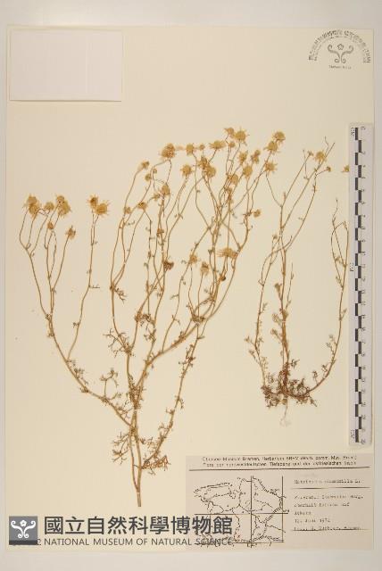 野菊花藏品圖，第1張