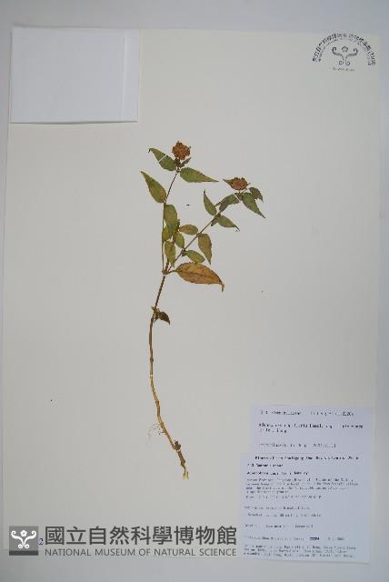 細萼沙參藏品圖，第1張