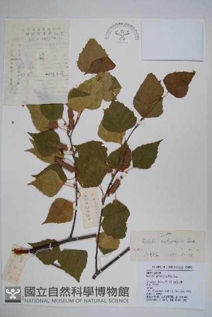 白樺、粉樺、臭樺藏品圖，第1張