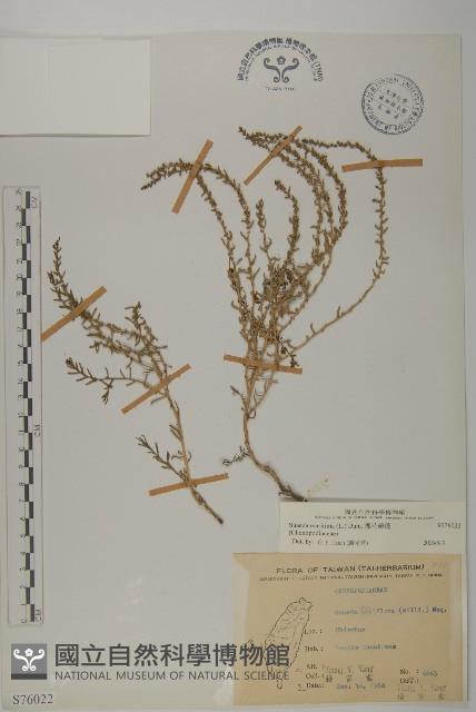 裸花鹼蓬藏品圖，第1張