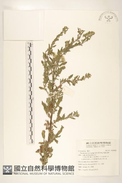 毛假蓬舅藏品圖，第1張